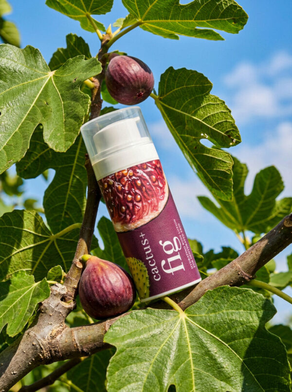 cactus + fig